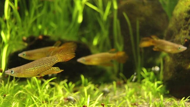 水族館の水槽の中の可愛い魚の様子