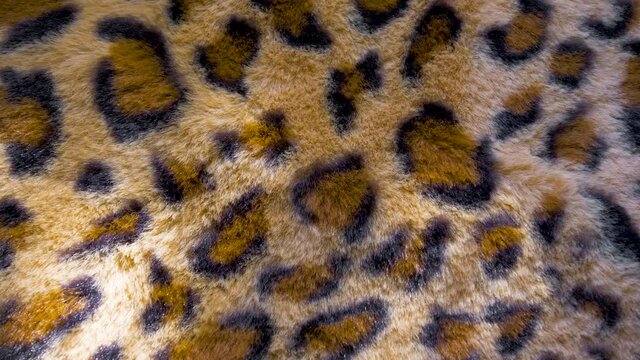 Cheetah fur print fabric texture textile background close up in sunlight