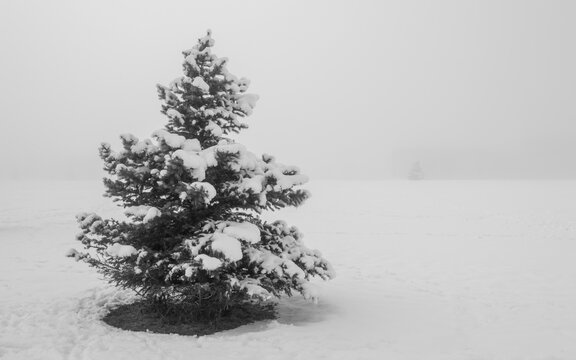 black and white image of ghostly winter fog enveloping a snow covered pine tree, with copy space