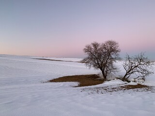 Two trees surrounded by snow at sunset, with footsteps around them