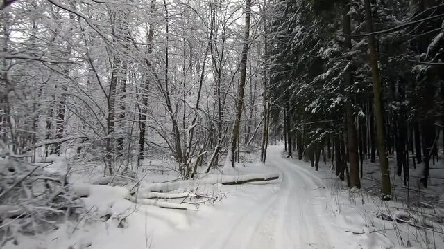 POV trip by off-road car through the winter forest. Beautiful landscape of snowy forest in winter. Travel by car in winter
