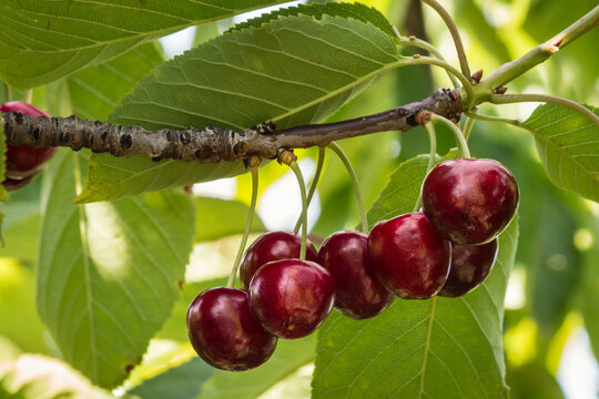 ripe dark red cherries hanging on cherry tree branch with blurred background