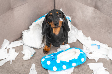 Mess dachshund puppy was left at home alone and started making a mess. Pet tore up furniture and...