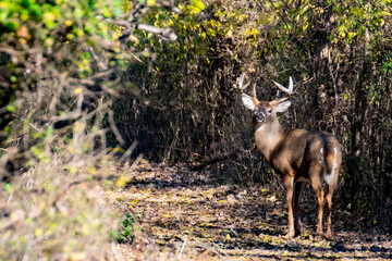 WhiteTail Deer Buck
