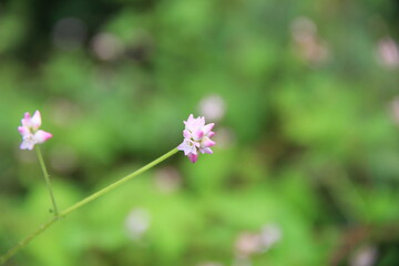 小さく可憐なミゾソバの花
