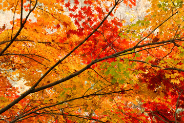 The colors of autumn foliage in South Korea
