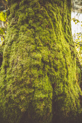 green moss on a tree