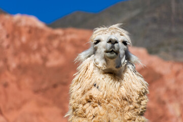 Llama in Purmamarca, near the Cerro de los Siete Colores (El Cerro de los Siete Colores), in the Jujuy province of northern Argentina. © Juan