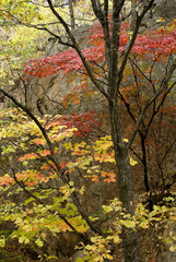 Colorful autumn foliage in South Korea