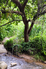 stream in the forest