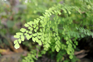Fototapeta premium Green leaves of delta maidenhair fern. Green leaves of Adiantum raddianum or Maidenhair Fern.