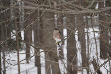 Cooper’s Hawk