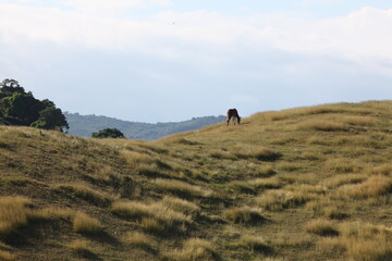 horse on a hill