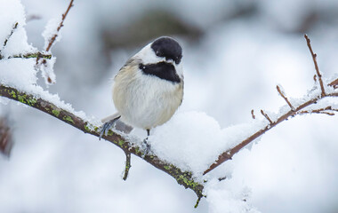 Obraz na płótnie Canvas Black-capped Chickadee In Winter
