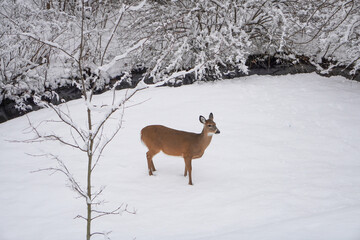 deer in winter forest