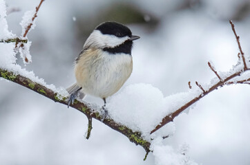 Black-capped Chickadee 2 © Rod Gardner