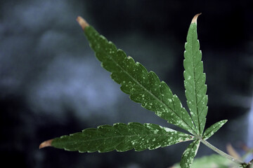 Leaf marijuana with black background.