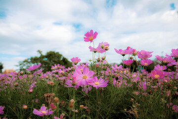Pink cosmos flower with sky.