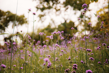Fototapeta premium Purple flower on field.