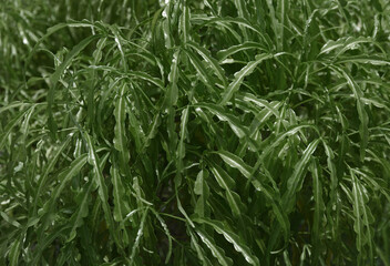 nature view of green leaf in garden