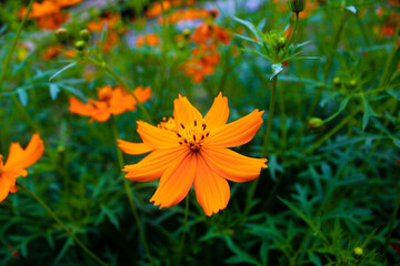 orange flowers in the garden