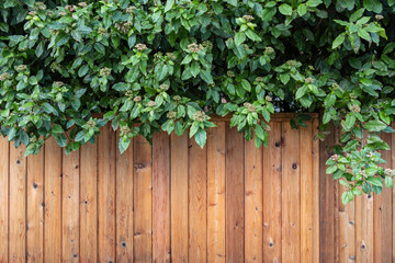 newly installed wooden fence under dense green bushes outside building