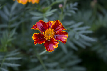 Red marigold flowers in fall seasonal.