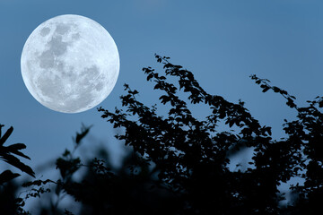 Fototapeta na wymiar Full moon on sky with silhouette tree branch. 