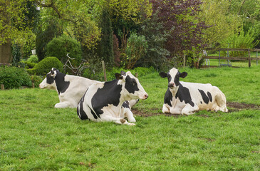 Naklejka na ściany i meble three young black and white Holstein cows are lying on a green pasture in the district Wesermarsch (Germany)
