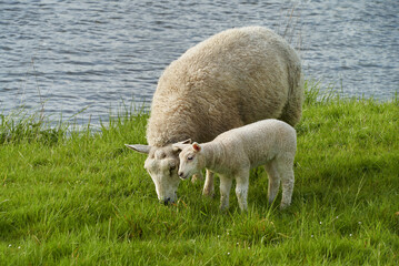 female sheep with little lamb is grazing on a pasture next to the water