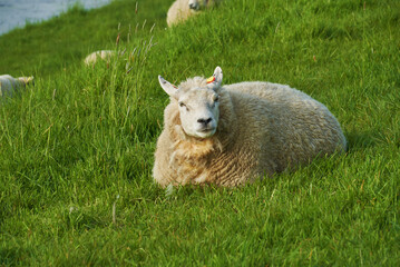 sheep with thick white wool is lying relaxed in the grass on a dike