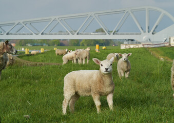 cute little lamb on the dike at the river Hunte (Germany) - the new flap bridge can be seen in background
