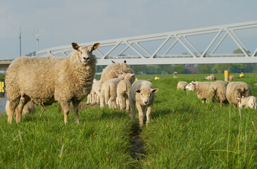 curious sheep stand on the dike of the river Hunte and look into camera - the new flap bridge can be seen in background