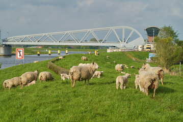 sheep and lambs on the dike of the river Hunte (Germany) in front of the new bascule bridge on a sunny spring day