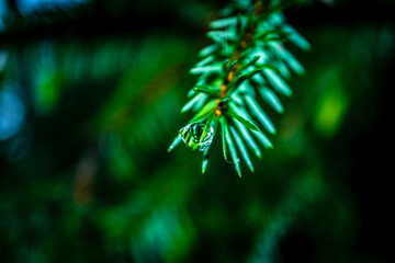 Macro shot of a reflective drop of water on a pine branch in an Irish forest park in the morning