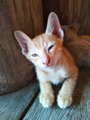 Plakat Close-up Portrait Of Cat Sitting On Wood