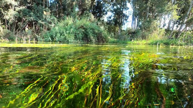 Underwater view of a river surrounded by green algae and blue fish. - Turkey / Muğla-Akyaka. Slow motion video.