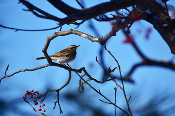 冬のツグミ