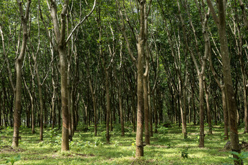 bamboo forest in spring