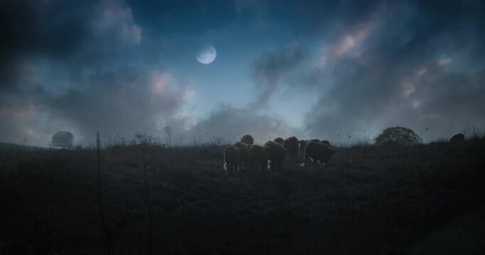 Group of wild cows walking slowly at night, with beautiful sky at the background at the moon rising