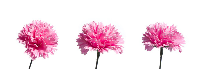 pink carnation flower made from soap on white background. pink cloves flowers .