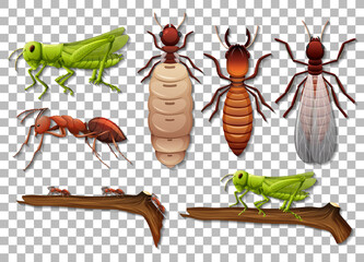Set of different insects isolated on transparent background