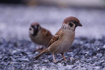 Sparrow walks foraging on the ground.