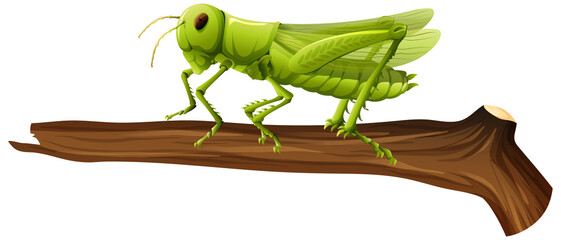 Fototapeta na wymiar Close up of grasshopper on a branch on white background
