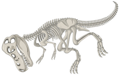 Fototapeta na wymiar Full dinosaur skeletons on white background