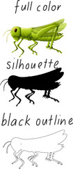 Fototapeta na wymiar Set of grasshoper in color, silhouette and black outline on white background