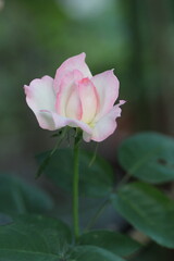 ピンク色の薔薇