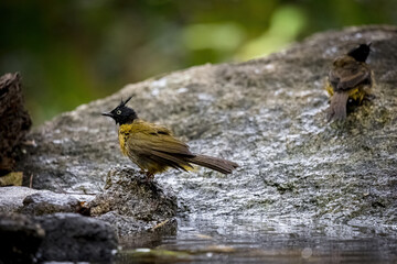 Black-crested bulbul (Pycnonotus flaviventris)