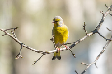 Green and yellow songbird, The European greenfinch sitting on a branch in spring.