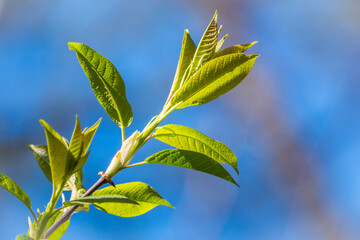 Spring branches with fresh green leaves on a background of blue sky.